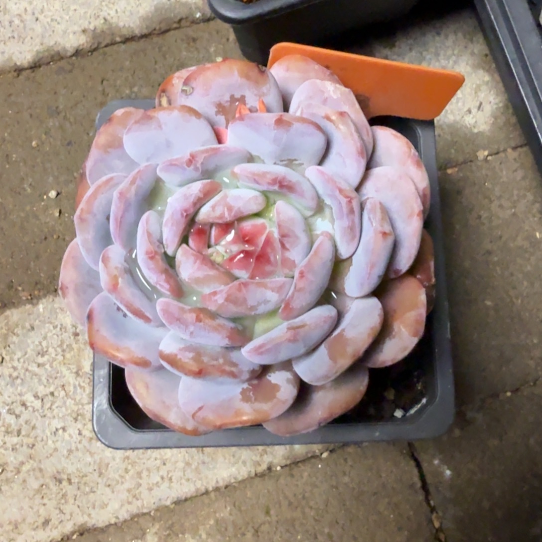 福利星影111111111111111