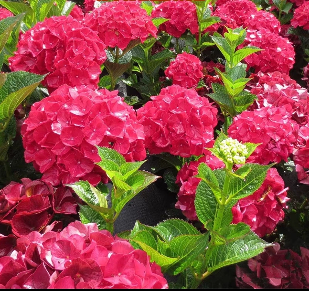 古城花园魔幻红宝石矮小款阳台庭院盆栽