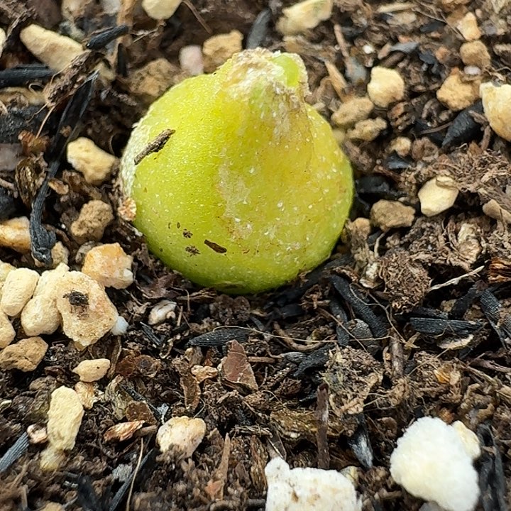 老马生石花小葫芦1730