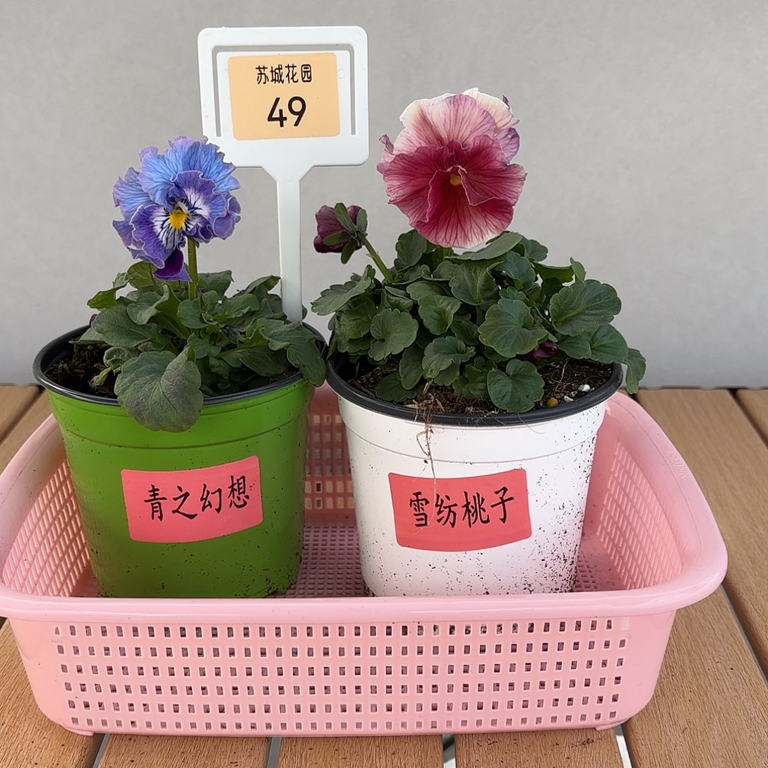 大部分开放少量花苞49