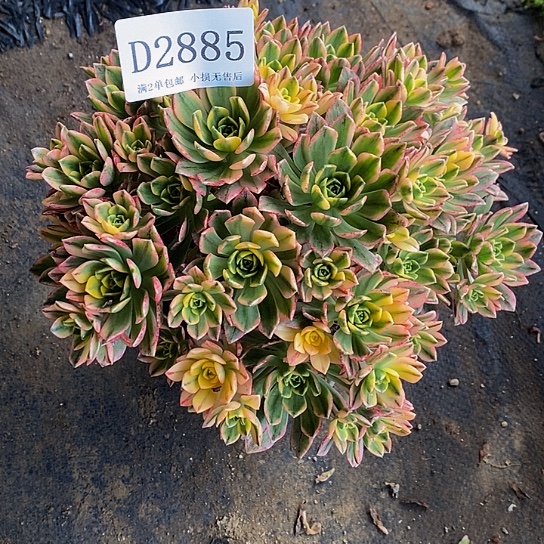 2885甜茶多肉法师锦