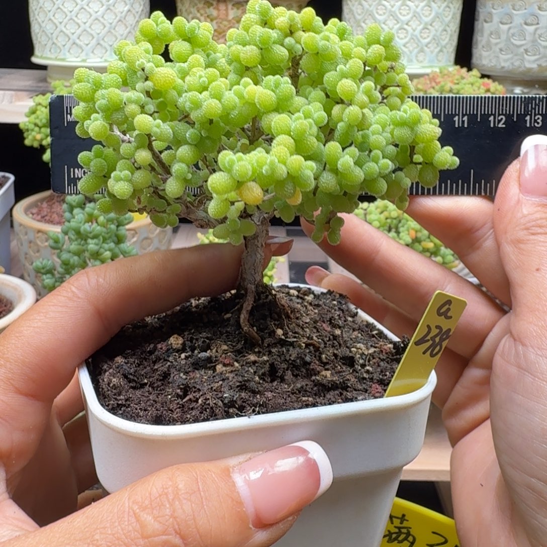 a238号金桔冠服8厘米左右