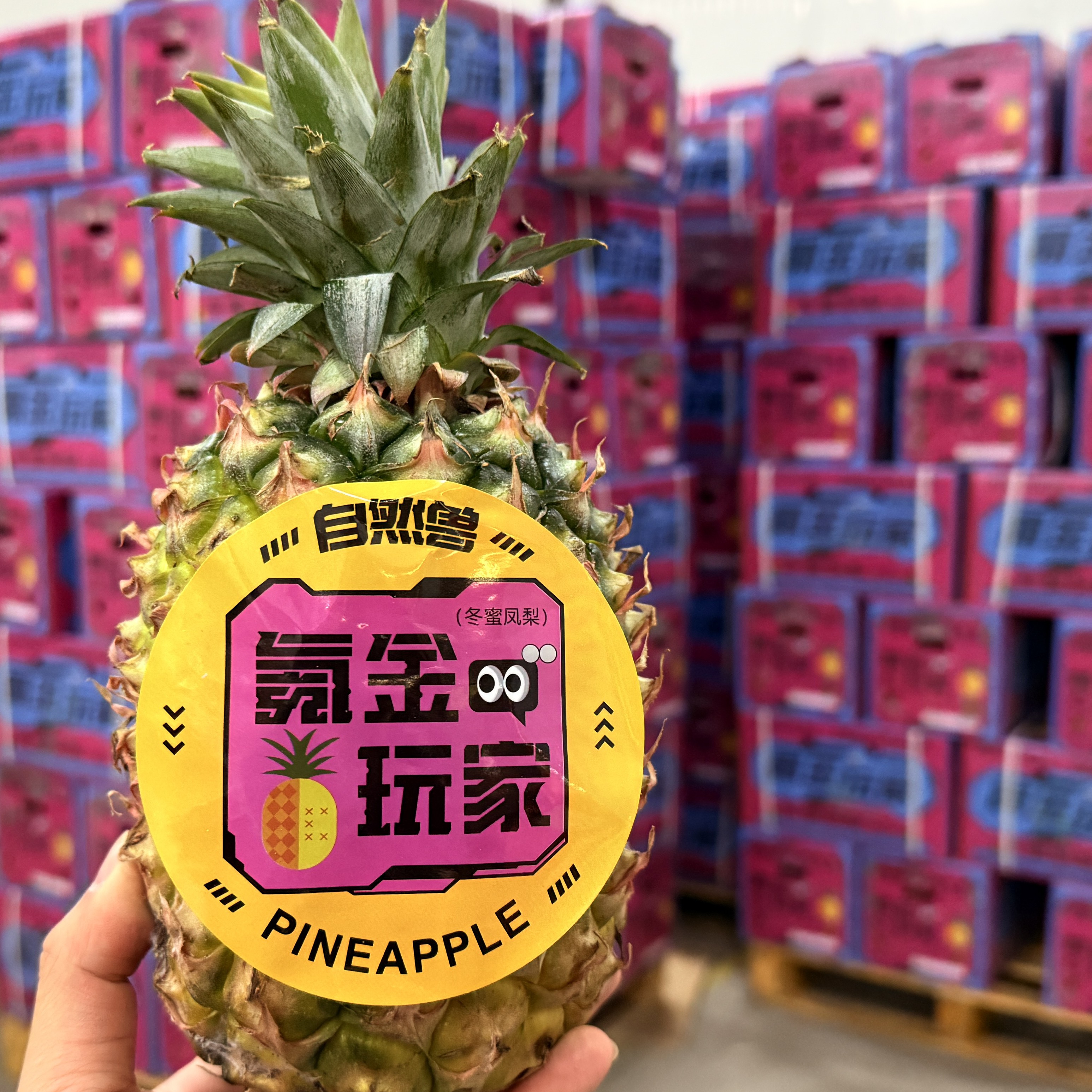 冬蜜凤梨（2.5-3斤）1个装