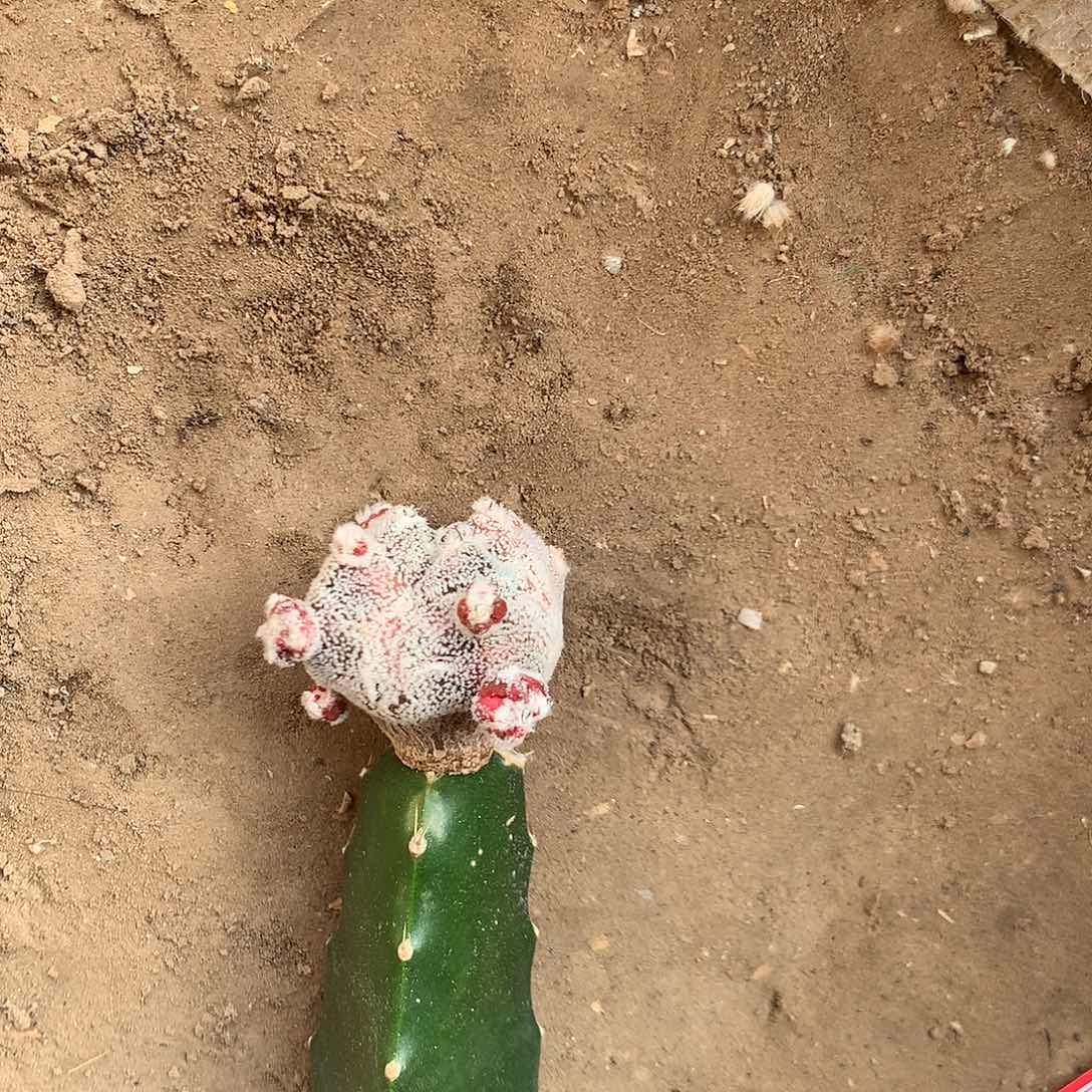 【闪购商品】搞**播一玉玉玉