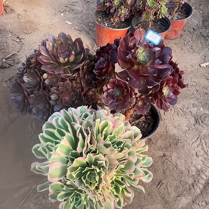 859多肉植物瑕疵特价，