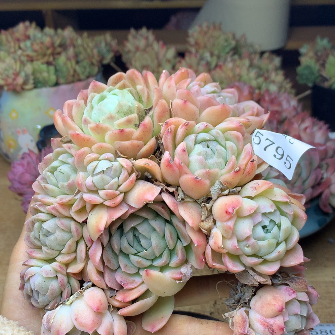 5795杂交精品基地15厘米