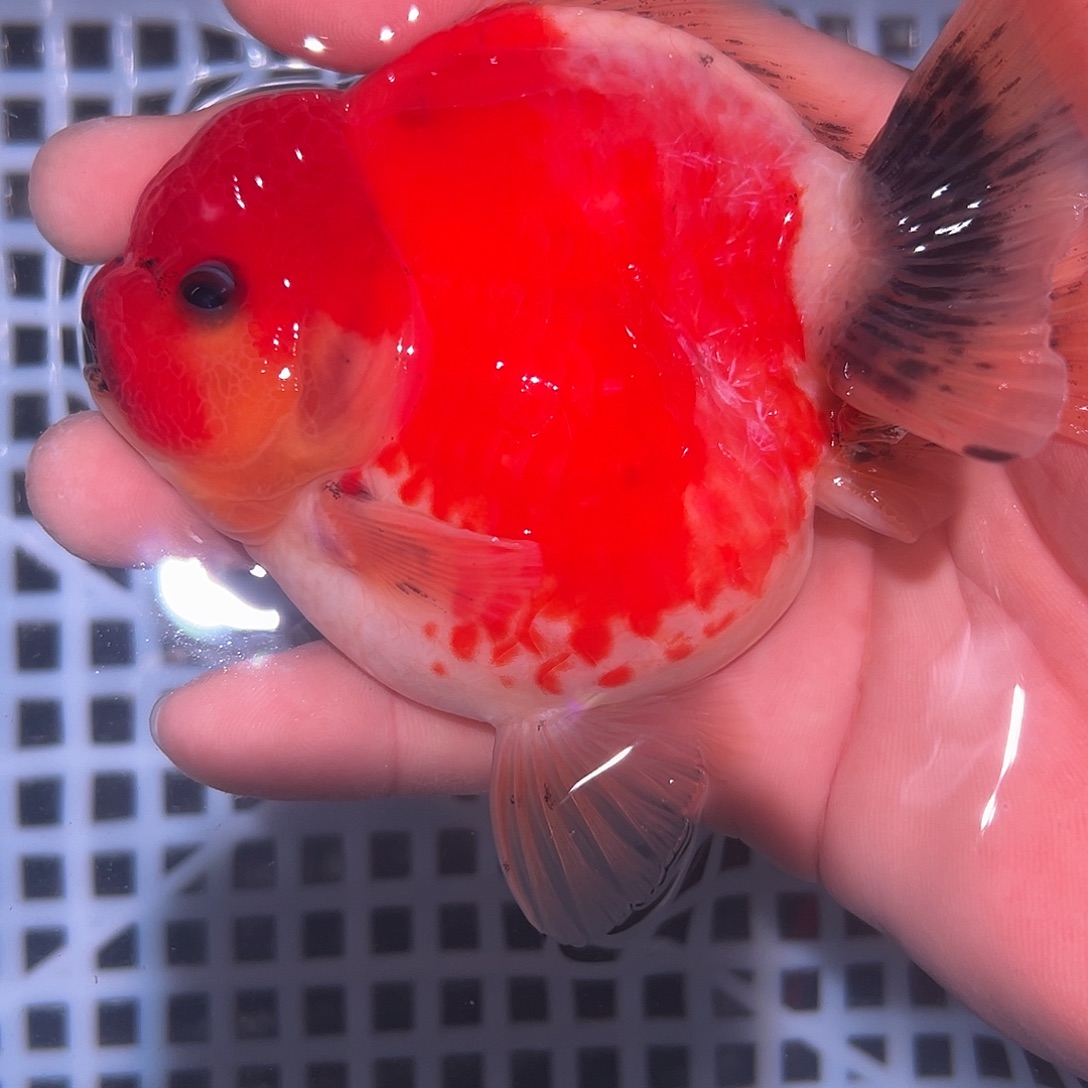 金鱼短尾将军泰狮