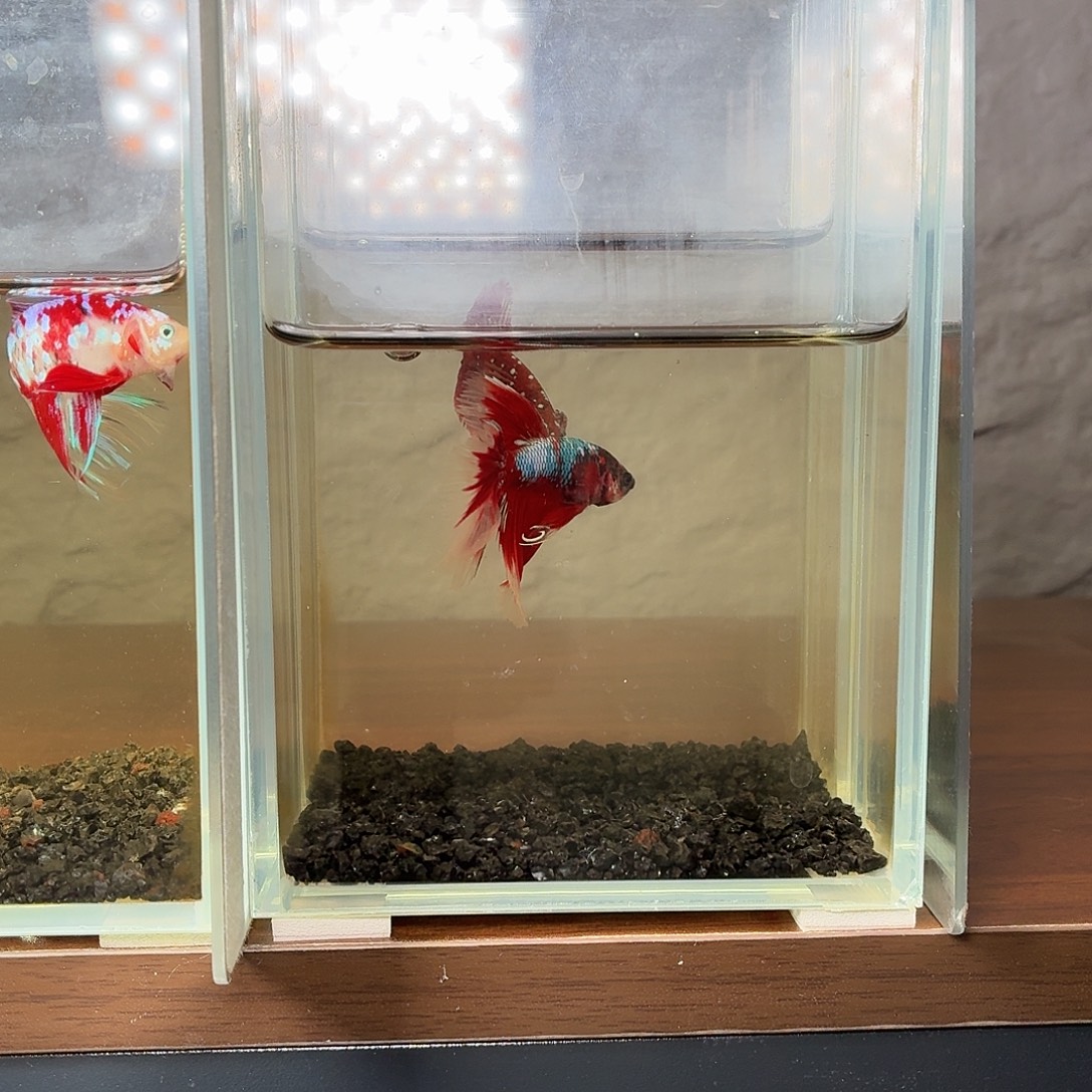 斗鱼彩金半月公鱼