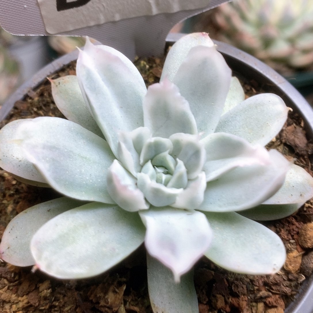 020辛普森锦锦锦锦锦锦
