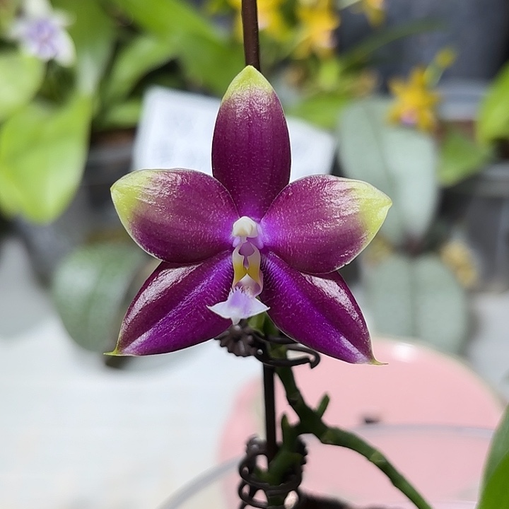 大部分开放少量花苞