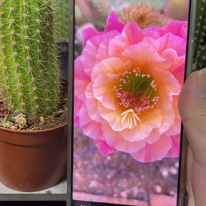 仙人球自根时光一个