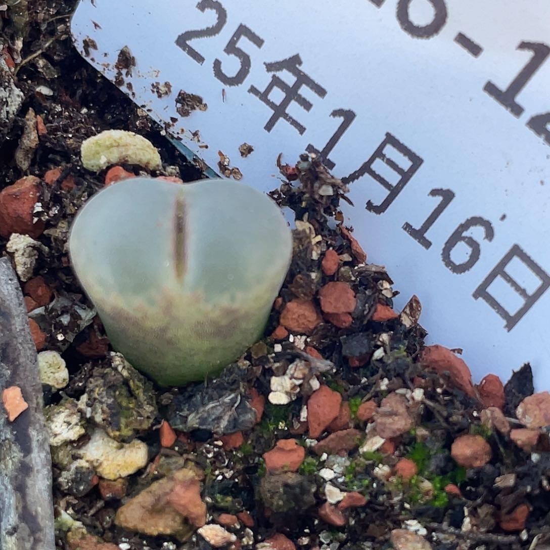 薄****16-121肉锥多肉植物