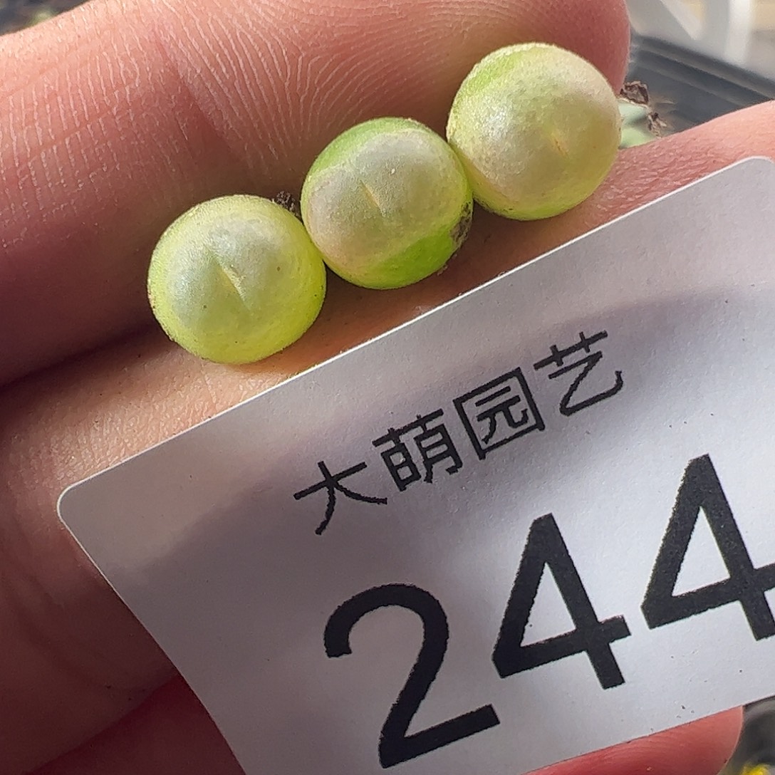 一物一拍默认微瑕。  244