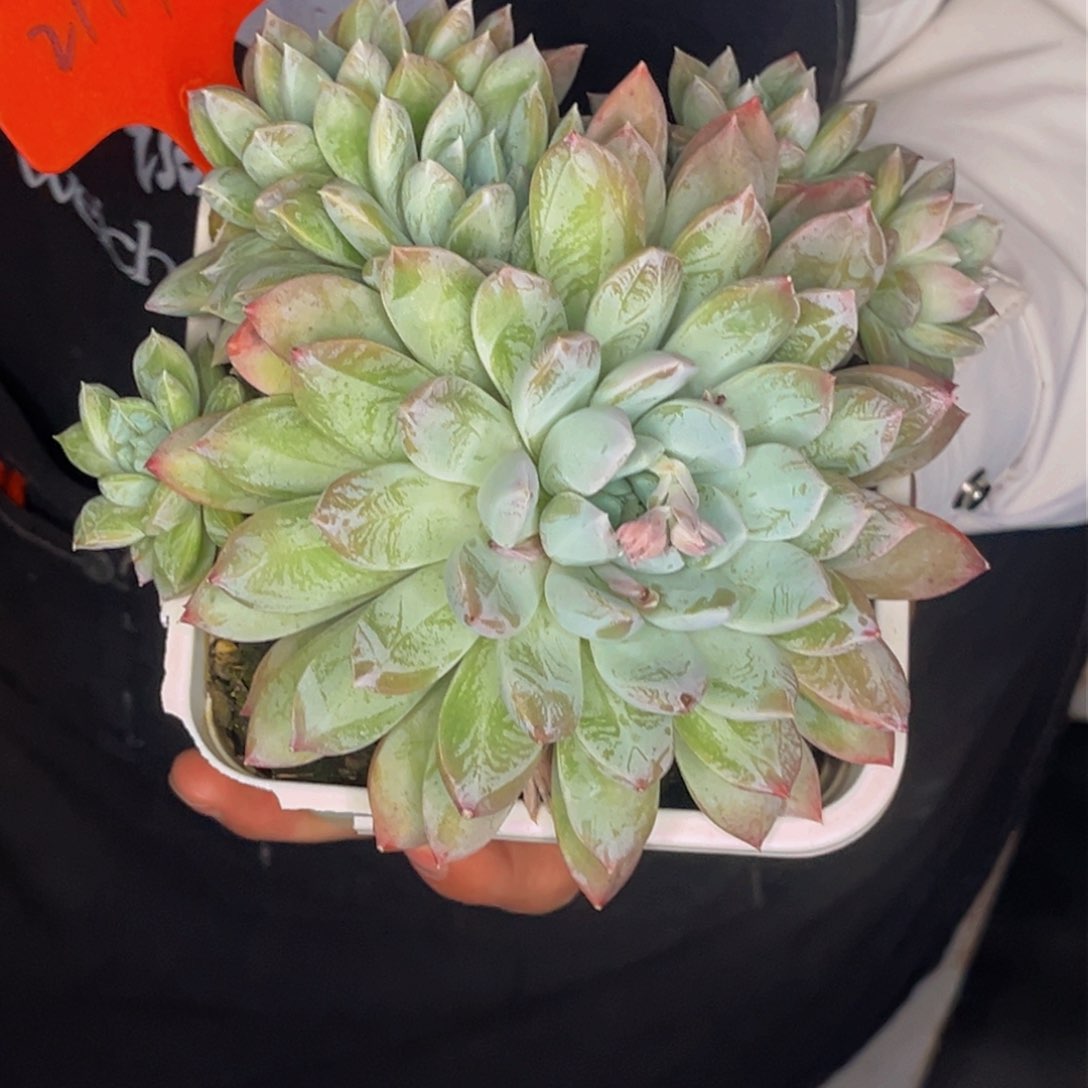 2117号晚上多肉植物群生多肉植物