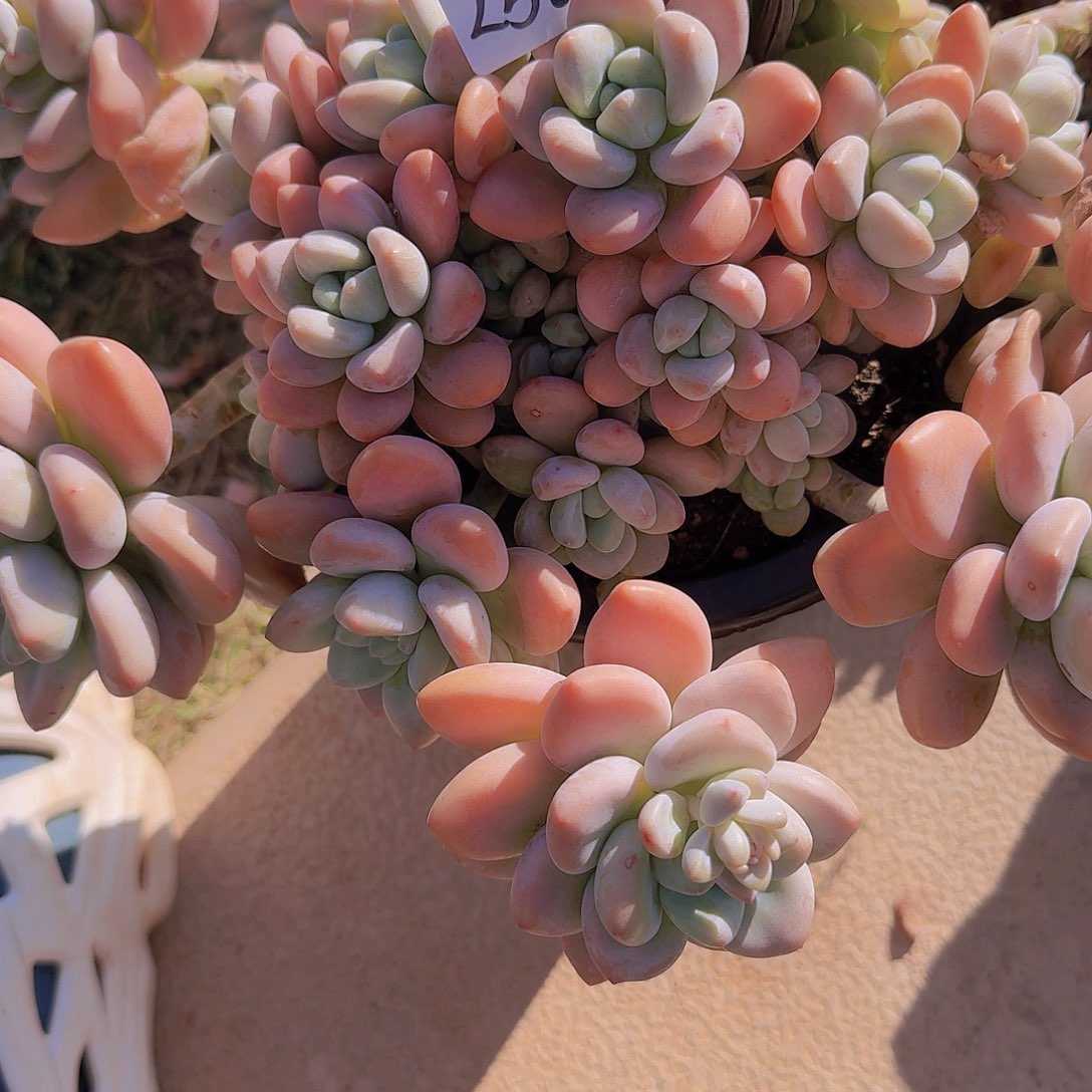 懒****22569红洛神多肉