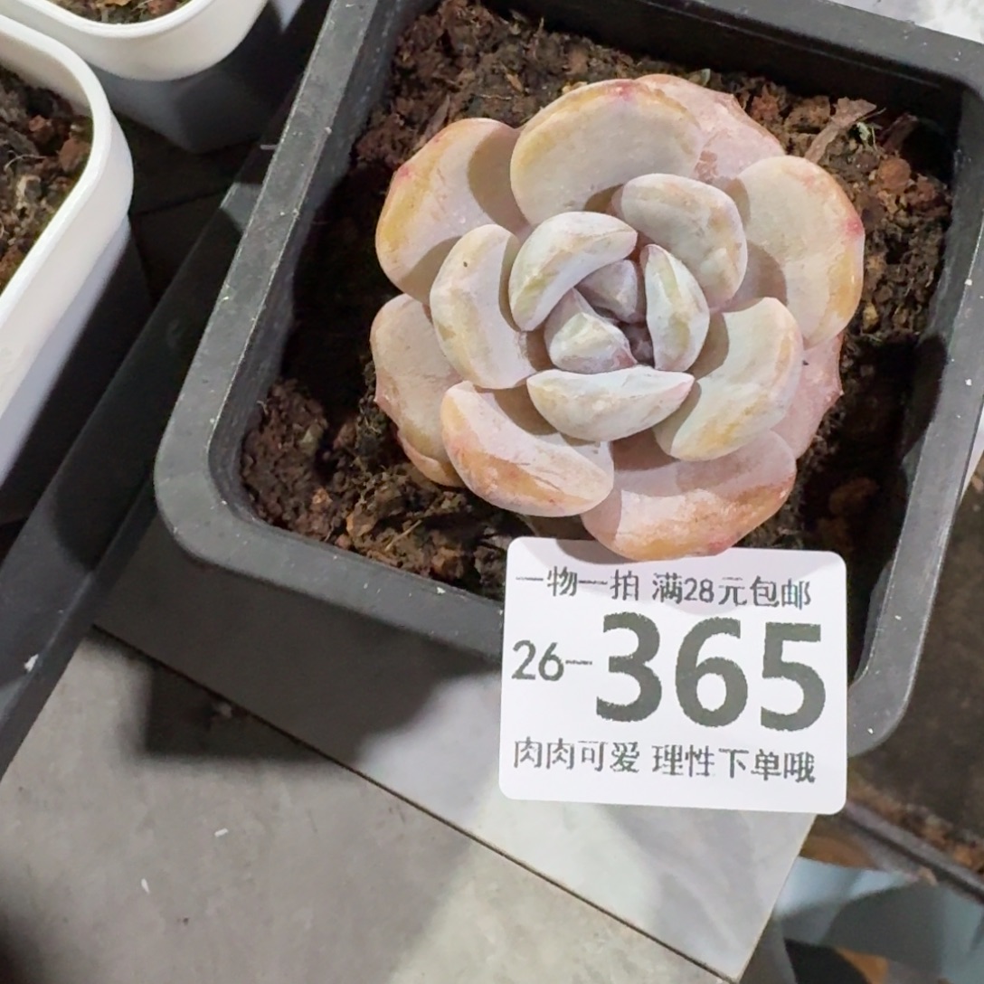 石化汉堡无盆土发货