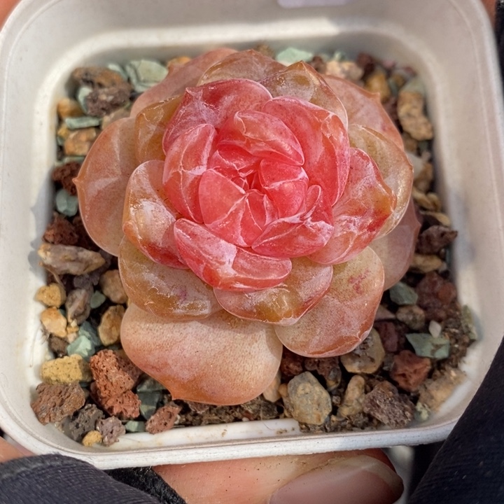 1212-578'粉魄多肉