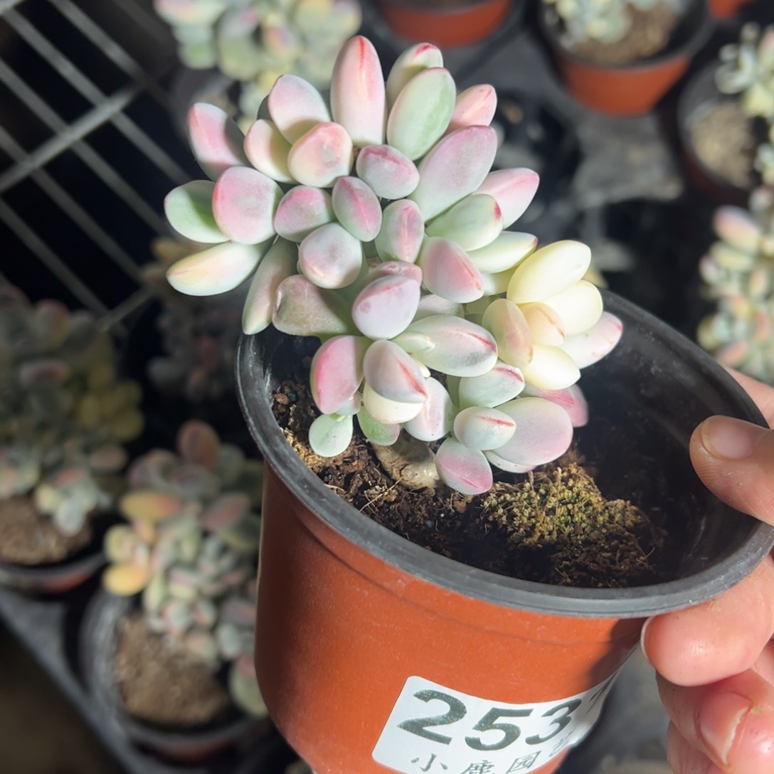 多肉乒乓福娘锦2531号