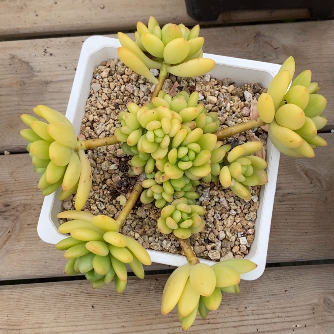 精品一物一拍多肉_凝脂莲