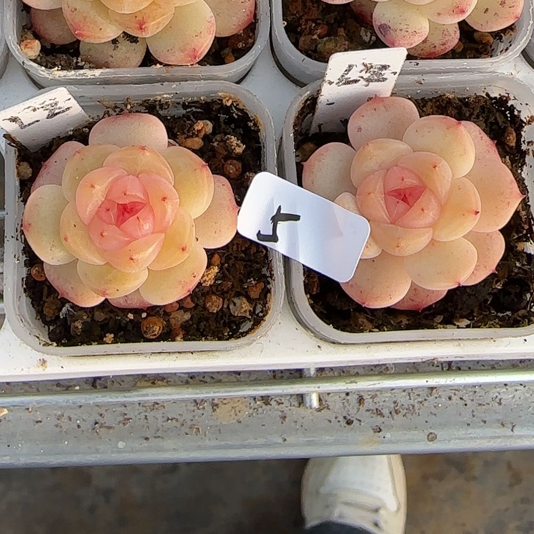 5开播福利甜心荔枝单头随机发货