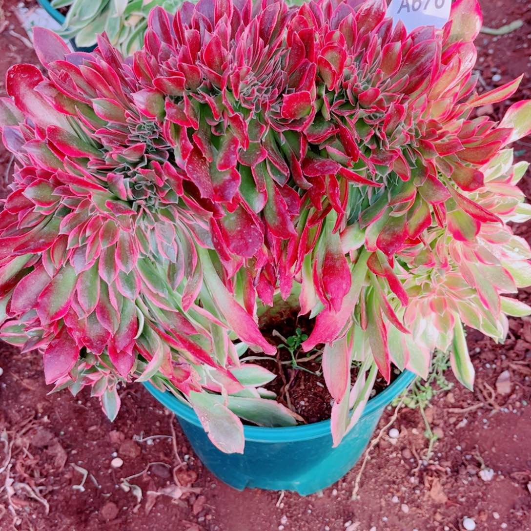 多肉植物676女神