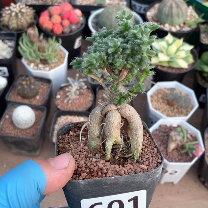 601姬红小松块根