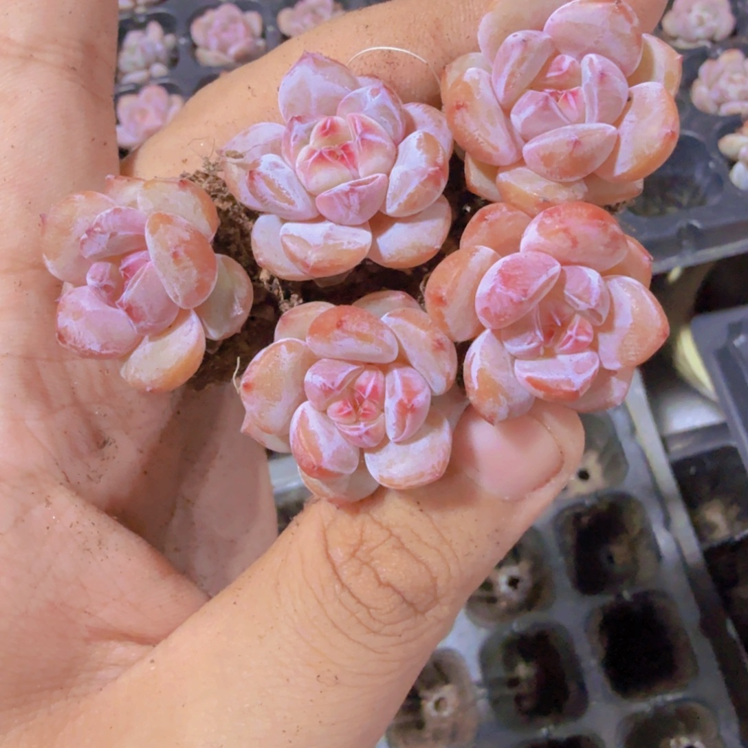 糖心梦露五颗一组