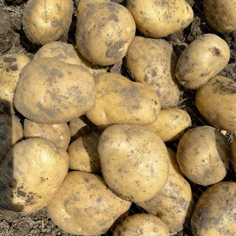 贵州新土豆黄皮土豆新鲜现挖软糯沙面马铃薯当季蔬菜大个黄肉洋芋