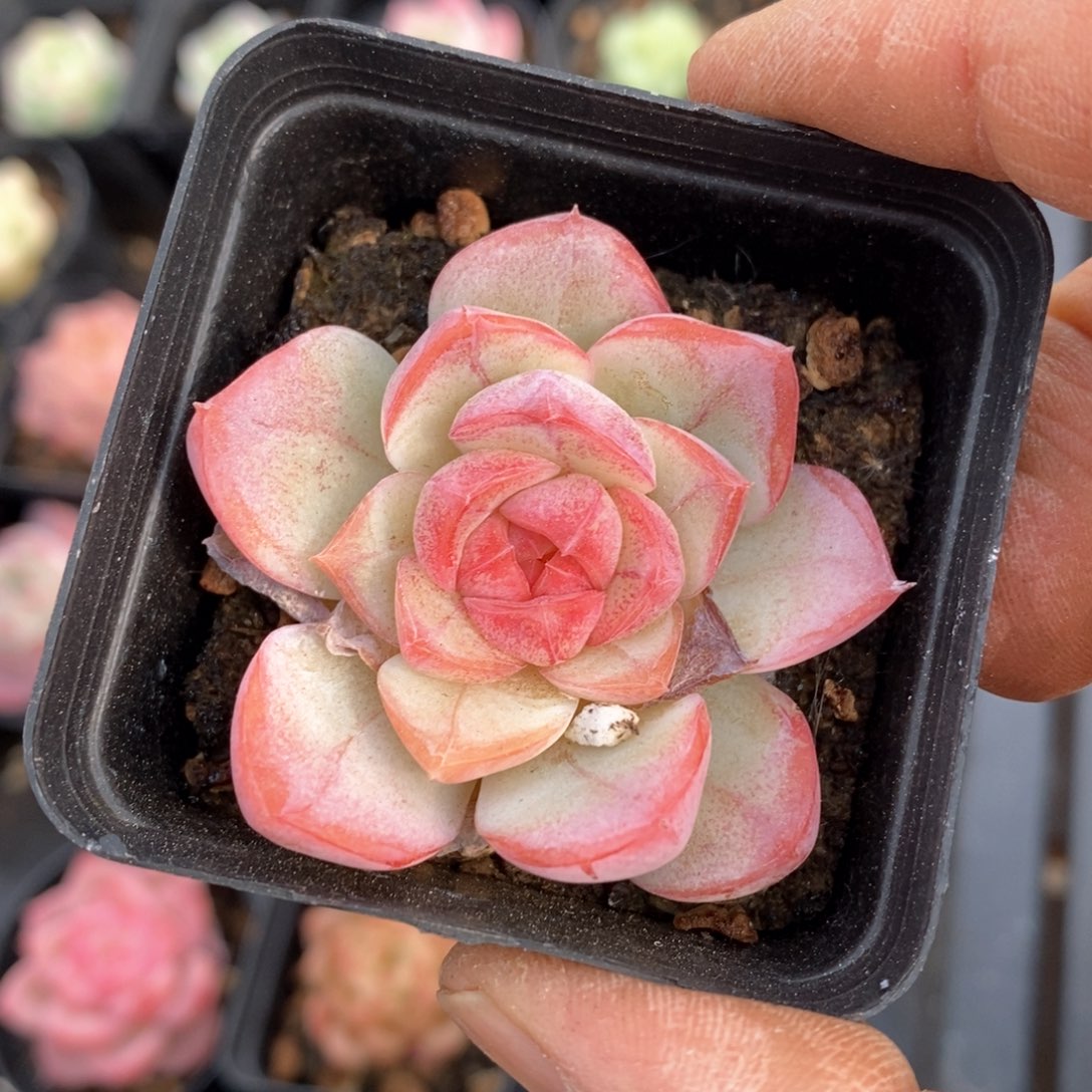 精品多肉一物一拍不包整13