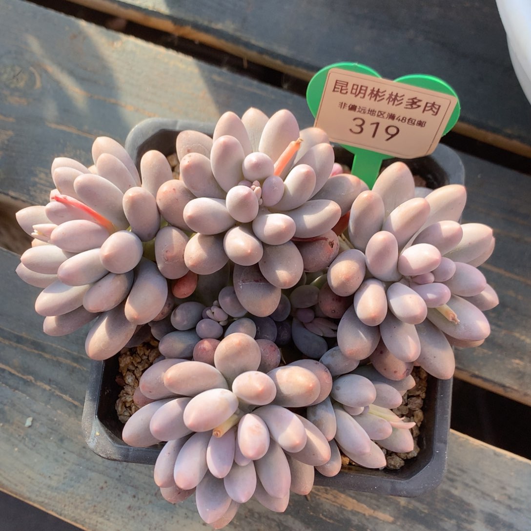 汤圆无砍老桩319