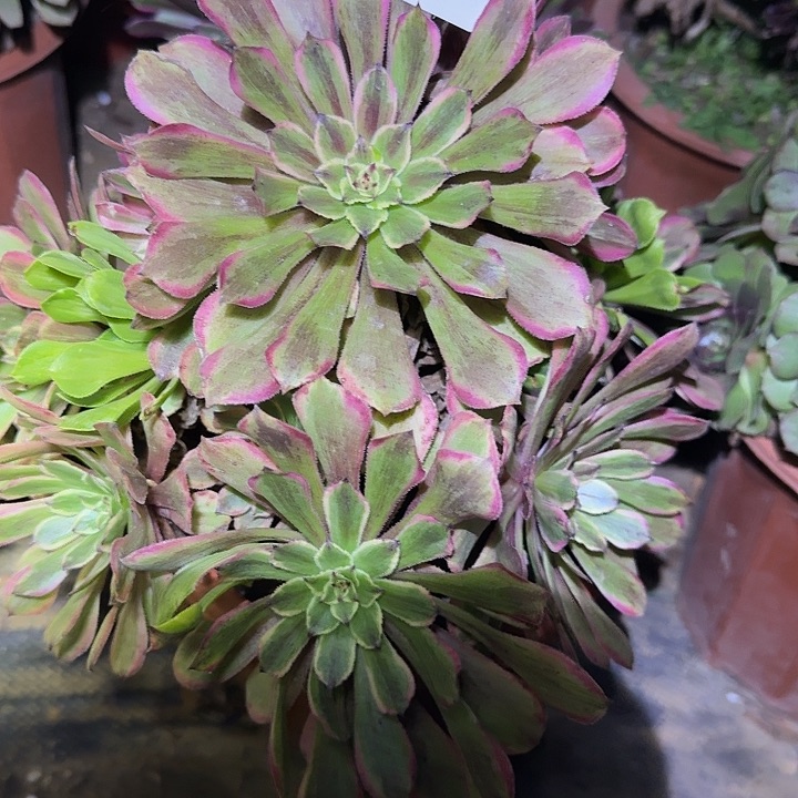 精品粉黛捧花特价福利39