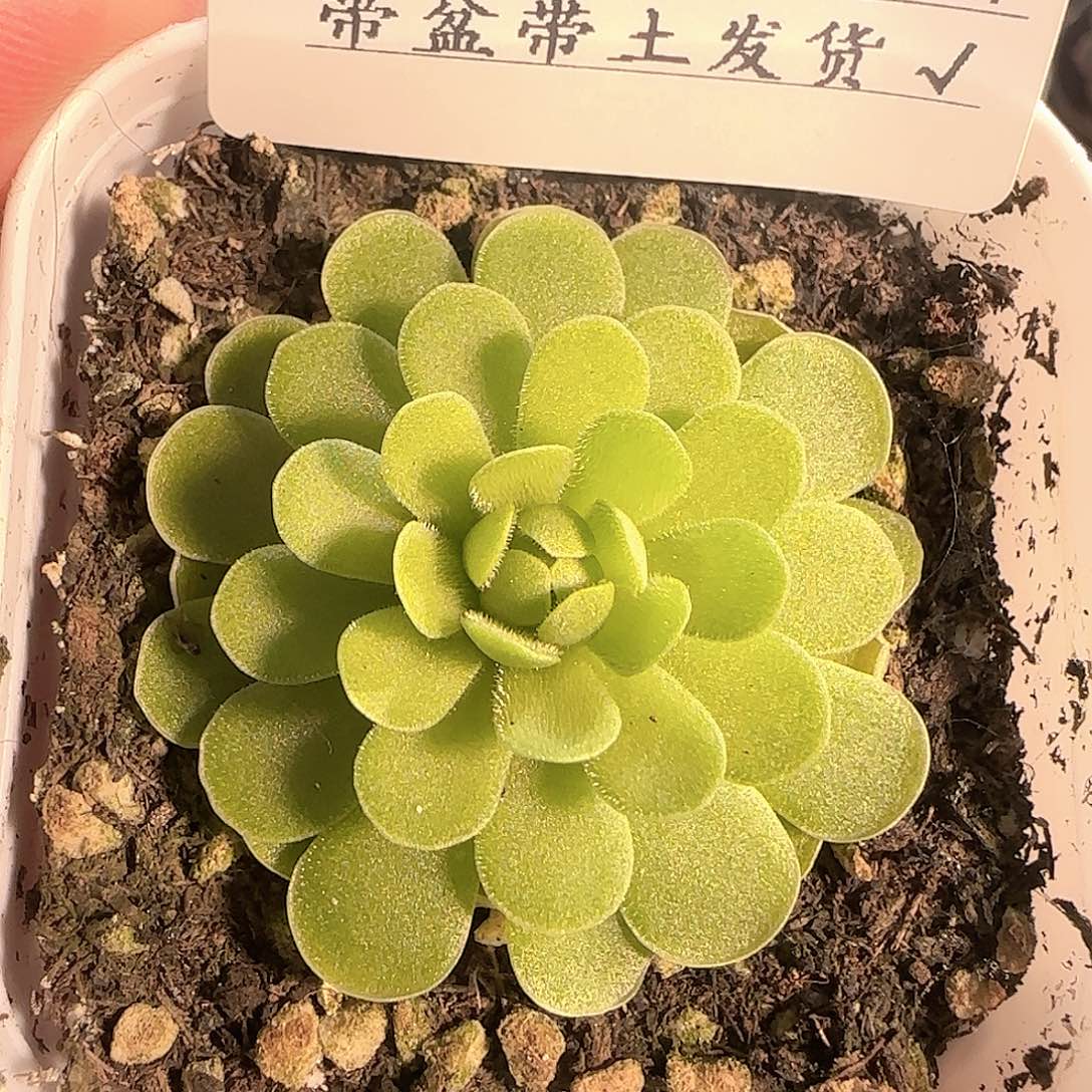 多肉1202-144捕虫堇