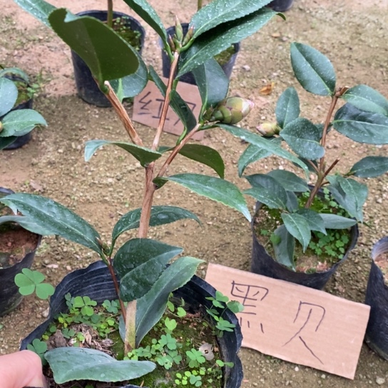 当前无花栽培后可以开花