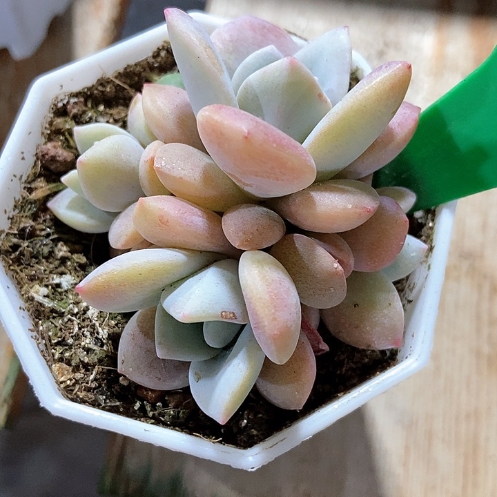 多肉植物红茶四头825