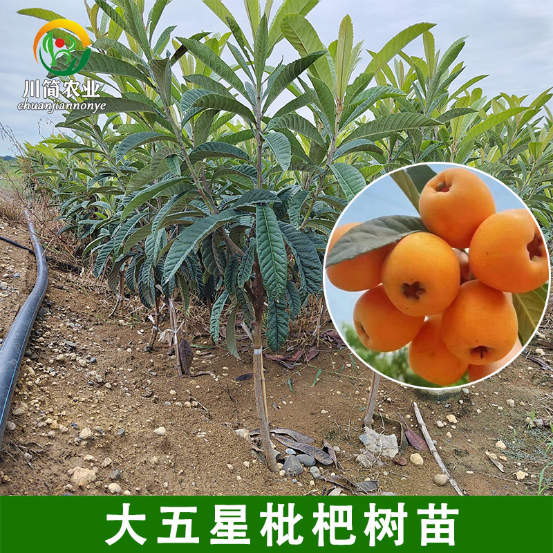 四川大五星枇杷树苗嫁接枇杷树苗可盆栽地栽南北可种当季热销果树