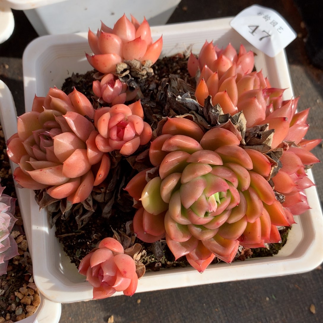 47新年快乐发发发