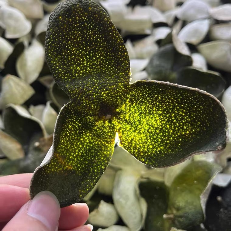 【2025】梅江大青皮 新会圈枝