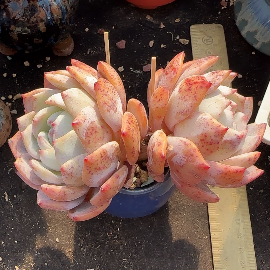 大大长腿红血橙一物一拍