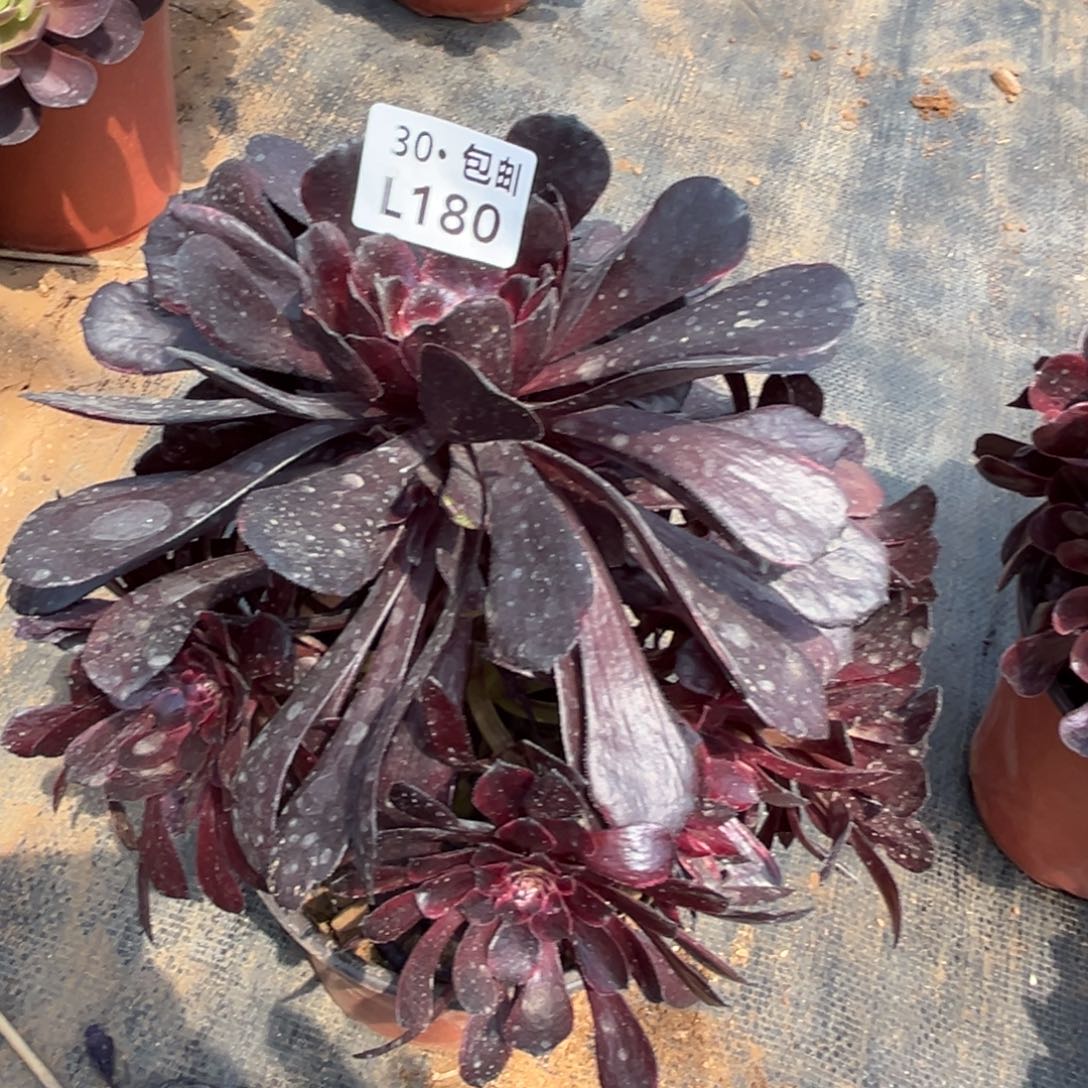 180墨言，满20包邮