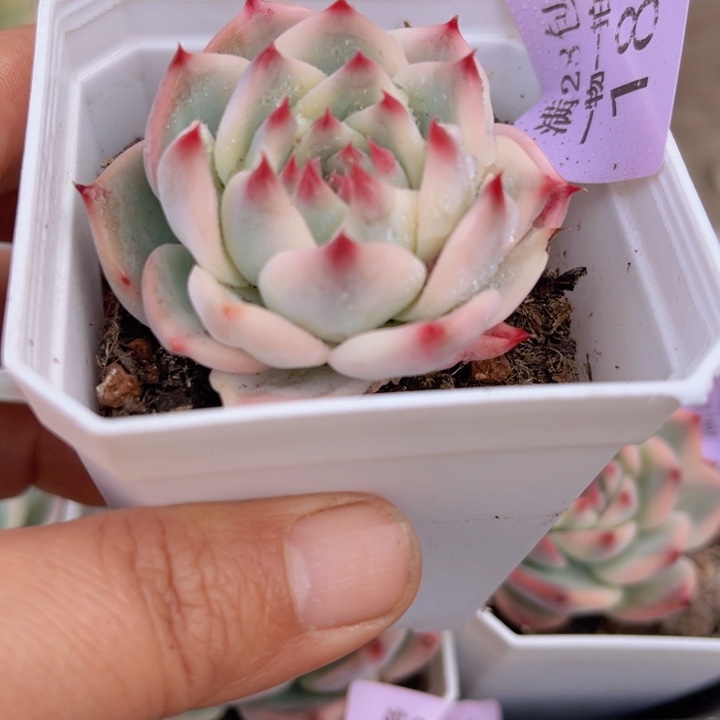 吉娃娃锦多肉植物187