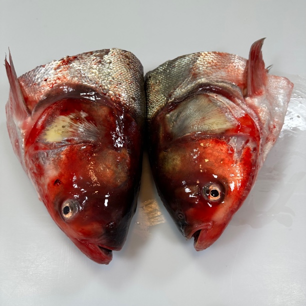 顺丰包邮东北白鲢鱼头5-6斤速冻发货