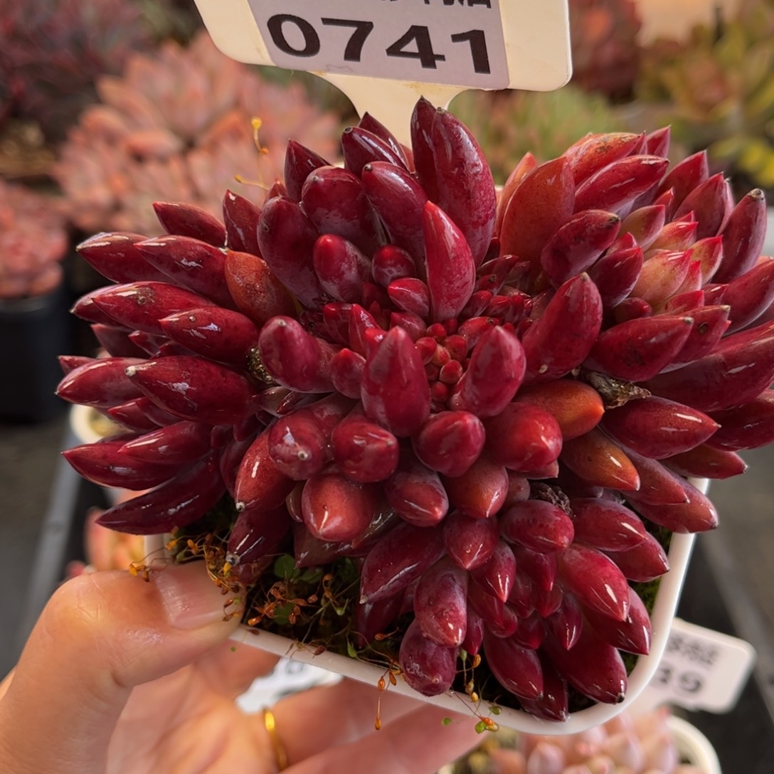 0741 天冷地区必拍保温箱