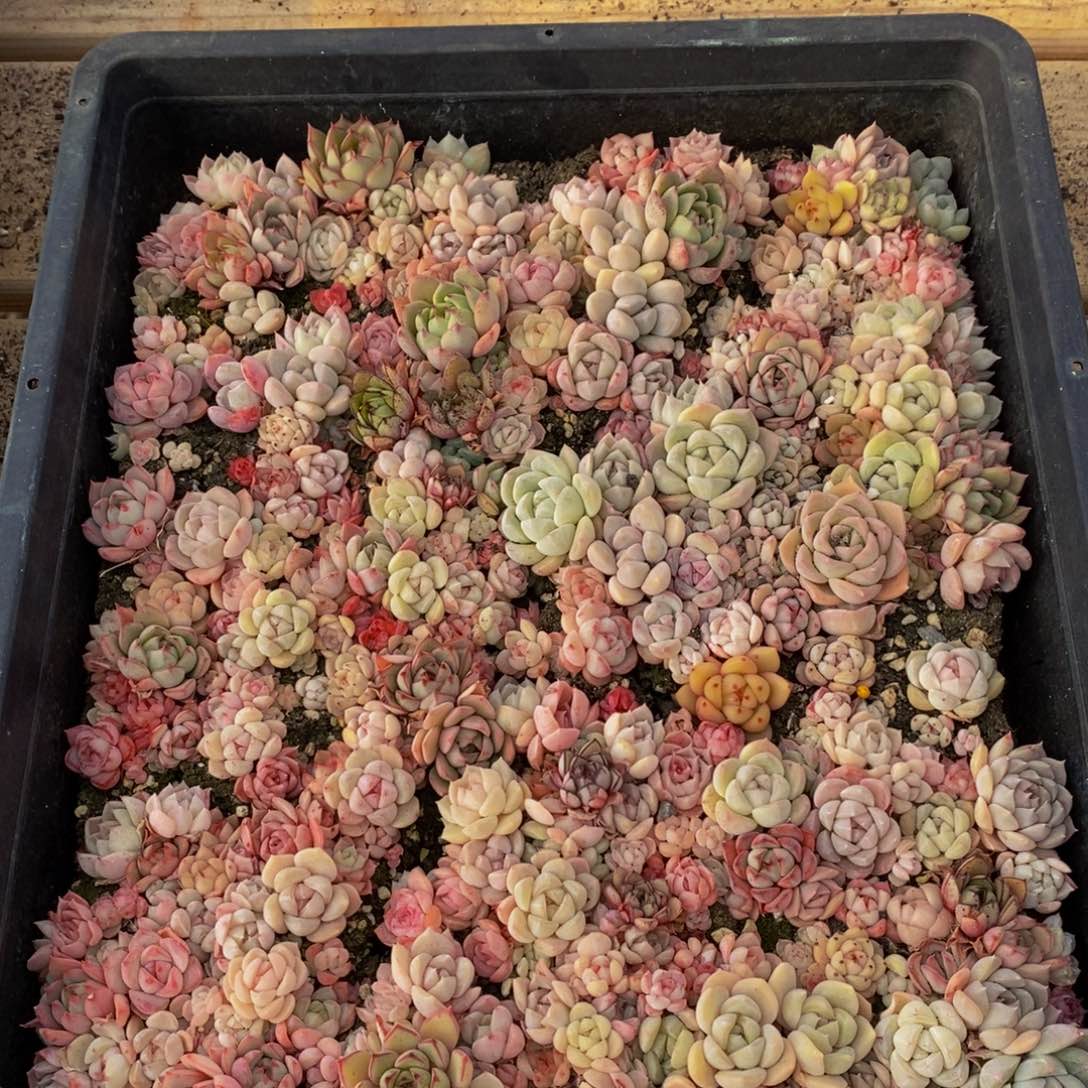 597多肉植物保护研究所