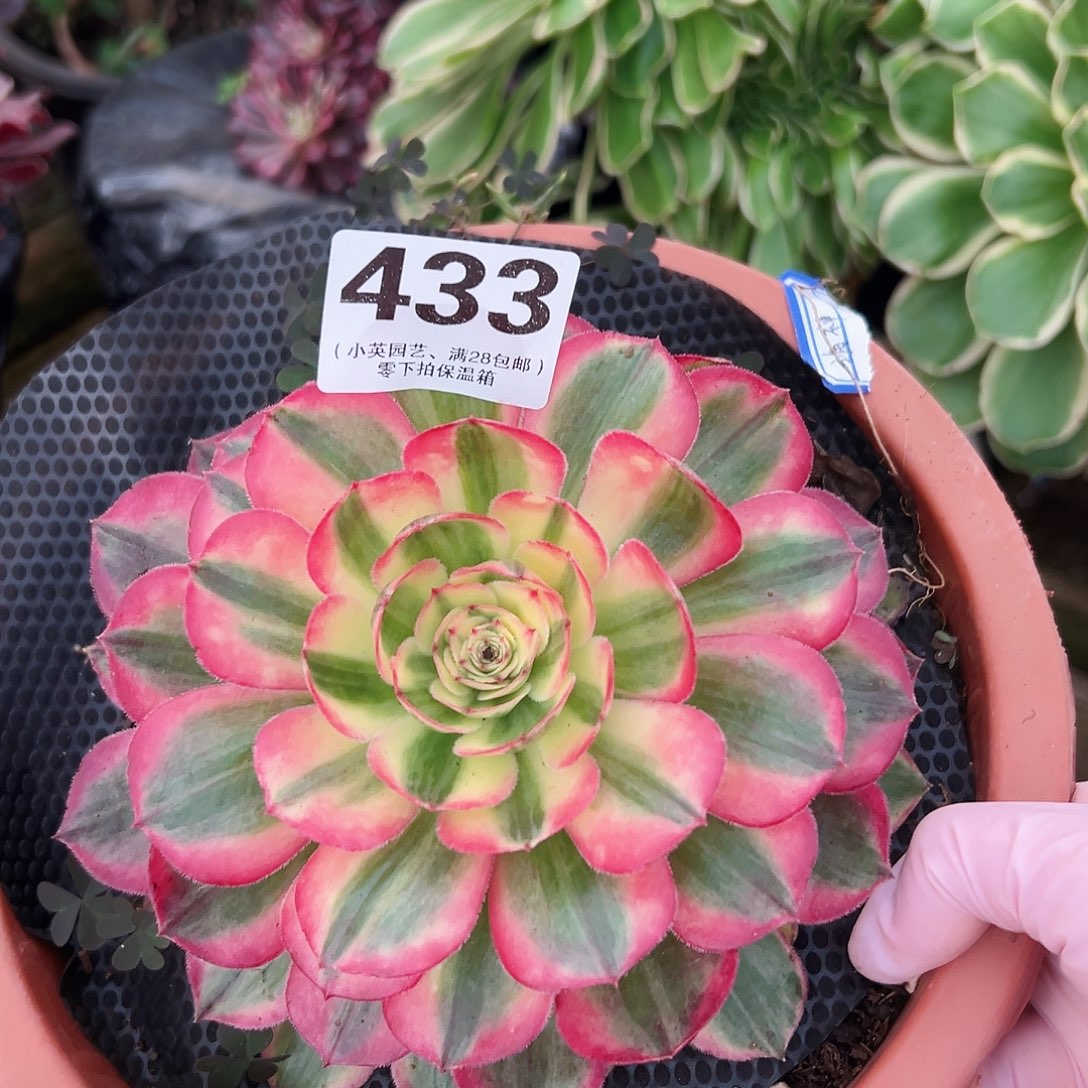 海神433多肉植物多肉植物