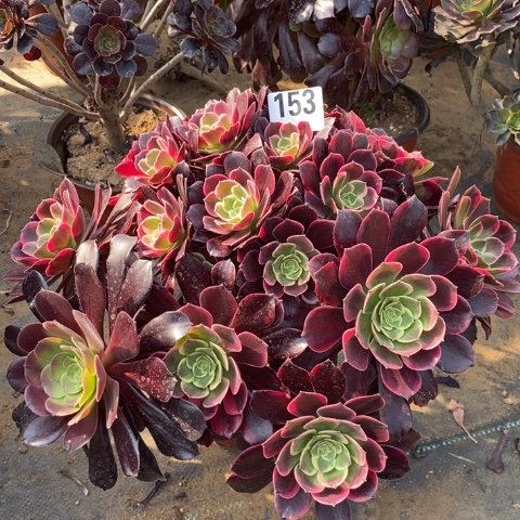 金丝确多肉植物法师不包损