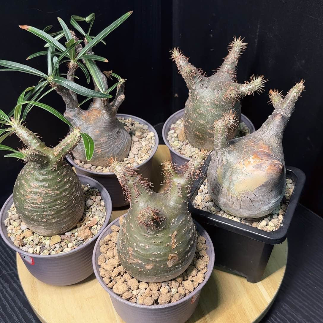 象牙宫带盆土任挑