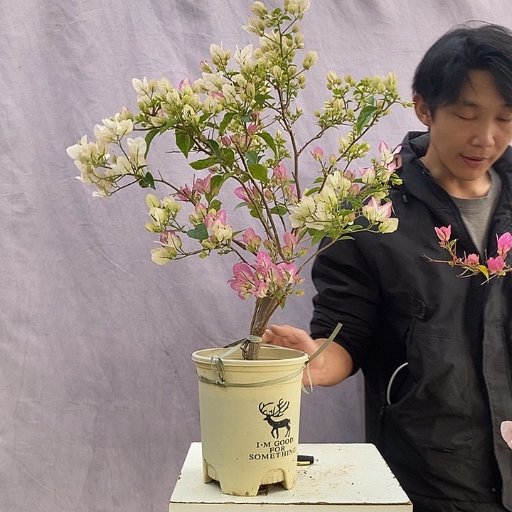 大量花朵（建议范围：8朵-15朵 或40%以上）椰子冰