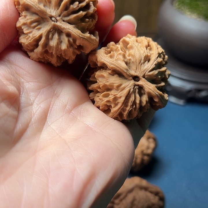 万***层木桃树是由树上枝