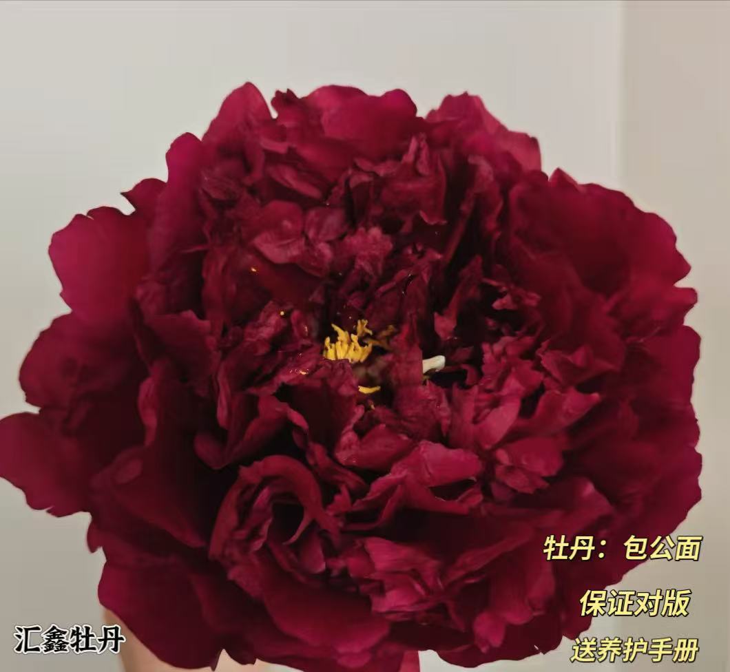 【包公面】黑色山东菏泽基地直发适宜地栽盆栽庭院种植观赏植物