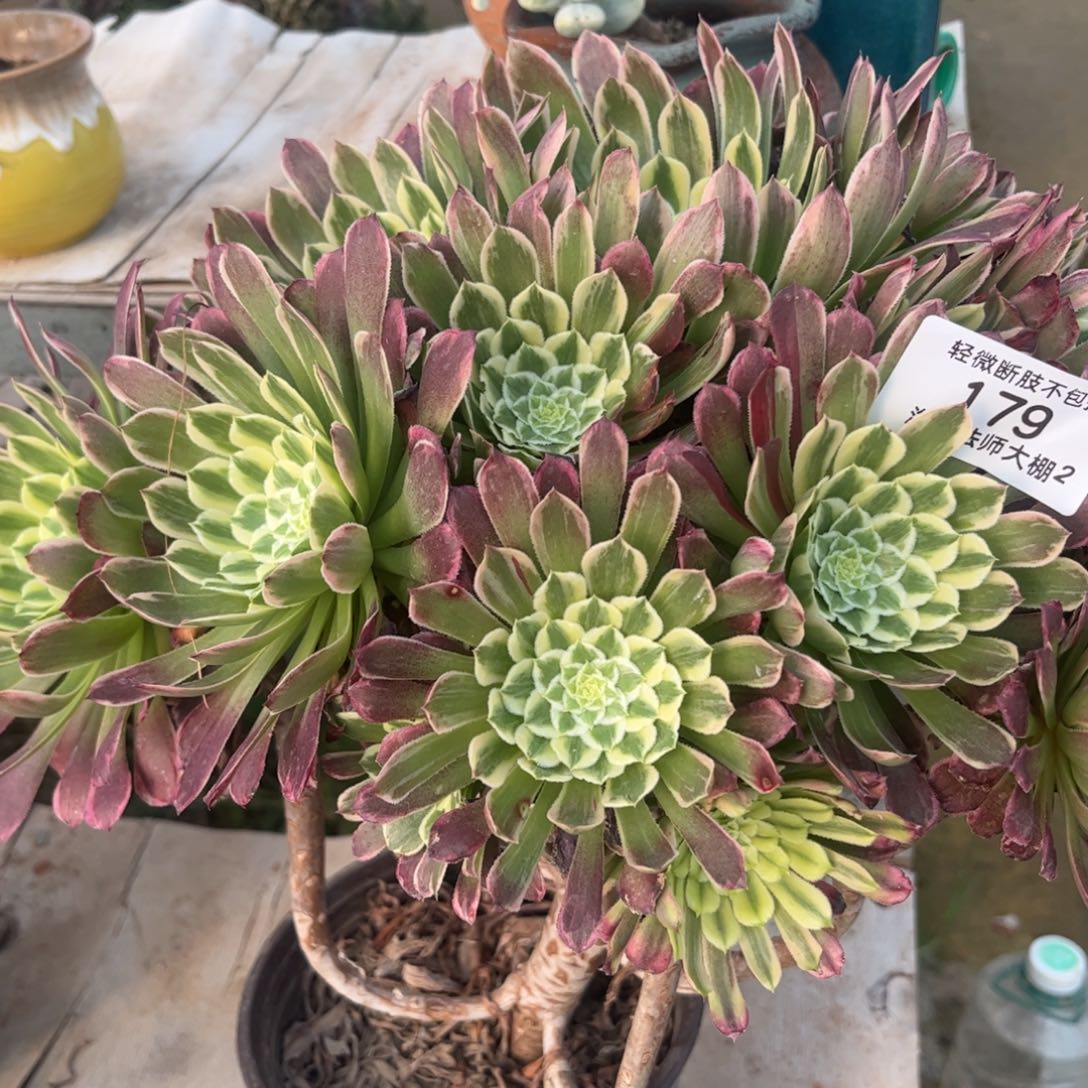 179金丝楠木多肉植物法师